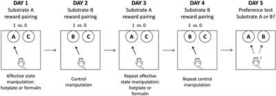 Assessing cognitive biases induced by acute formalin or hotplate treatment: an animal study using affective bias test